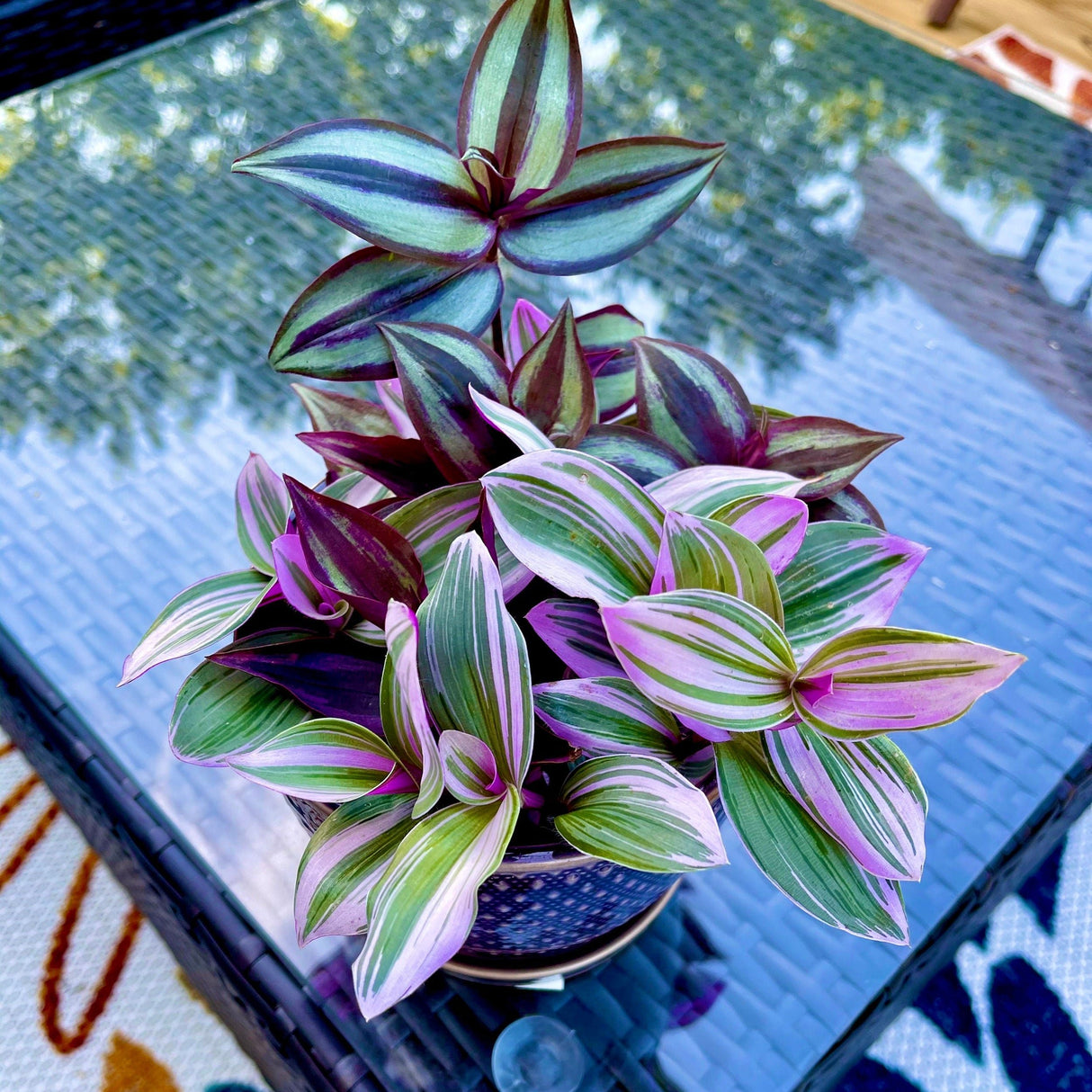 Tradescantia Nanouk Lilac Plant, Pink Silver Wandering Jew Mix Pot in a 4" Pot