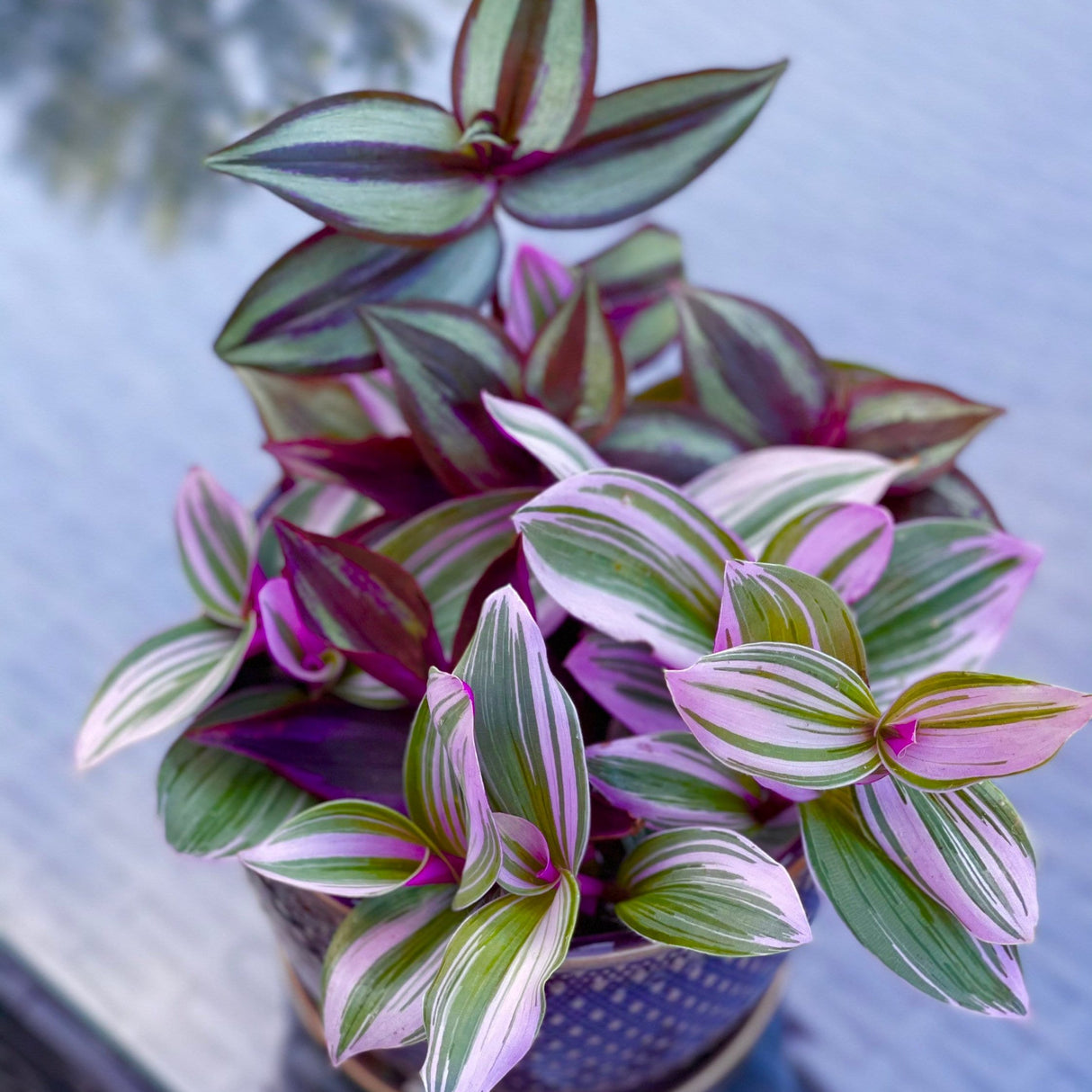 Tradescantia Nanouk Lilac Plant Cuttings Mix