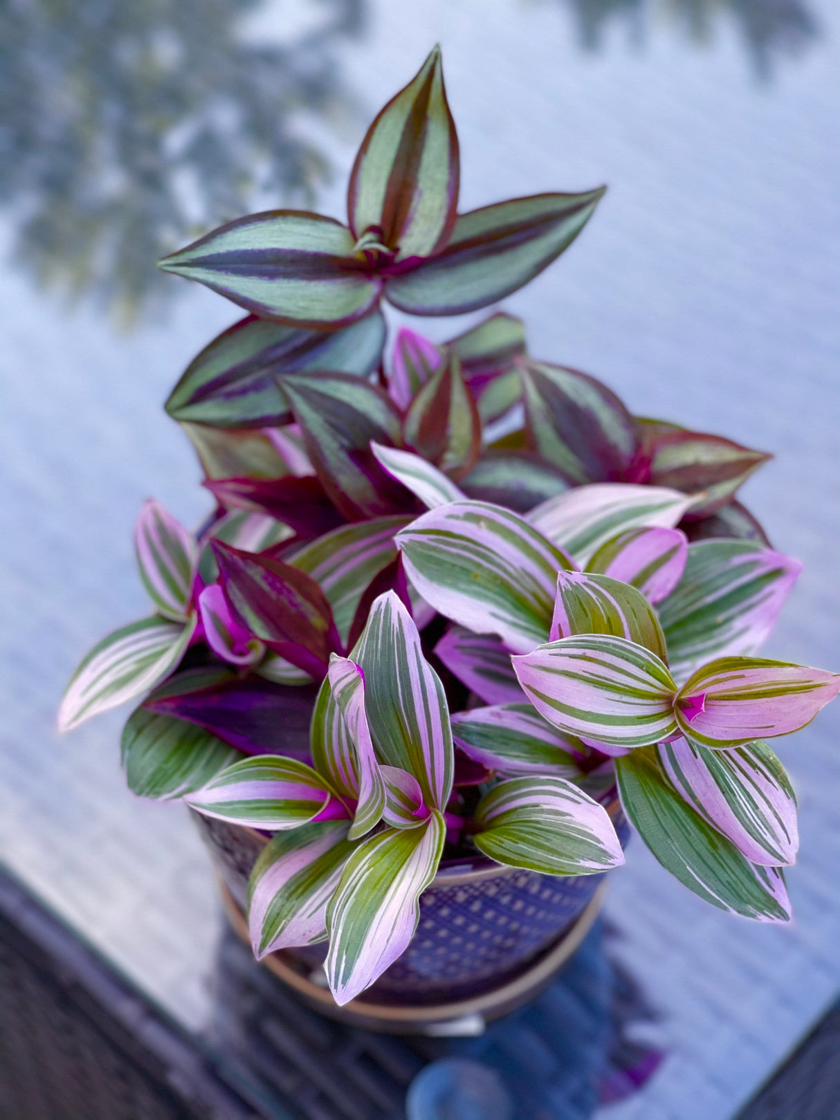 Tradescantia Nanouk Lilac Plant, Pink Silver Wandering Jew Mix Pot - 4" Pot of indoor tradescantia