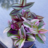 Tradescantia Nanouk Lilac Plant, Pink Silver Wandering Jew Mix Pot in a 4" Pot