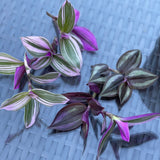 Tradescantia Nanouk Lilac Plant Cuttings Mix