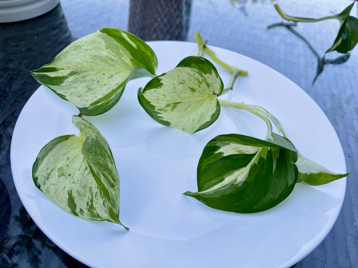 Manjula Pothos - RARE White Varigated pothos - Manjula Indoor Plant - Epipremnum Aureum Manjula - Easy care houseplant