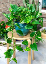 Rare Pothos cuttings Mix- Marble Pothos, Heart Leaf Philodendron, Silver Pothos, Njoy, Cebu Blue, Neon, Tradescantia, Pick and Choose