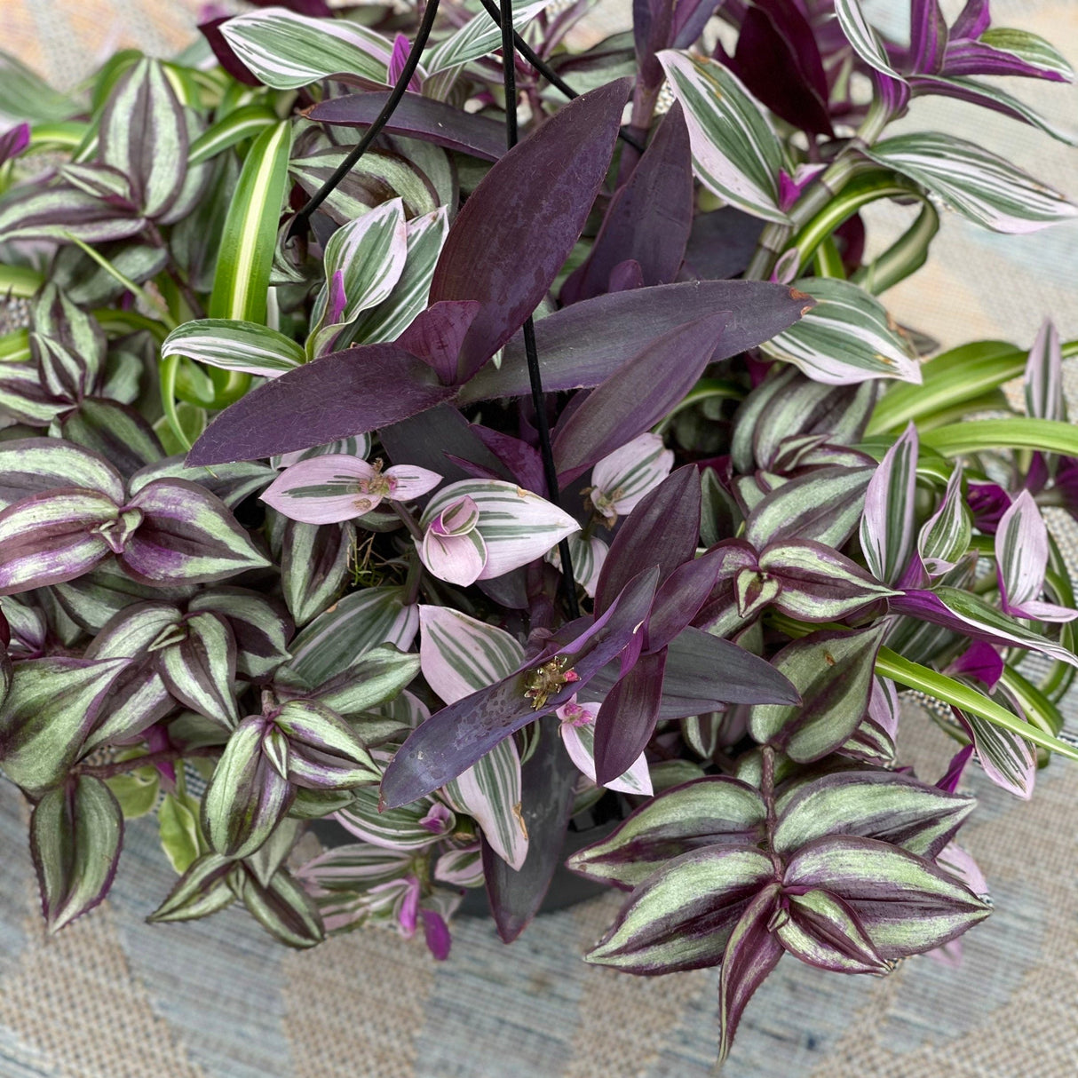 Rare Wandering Jew