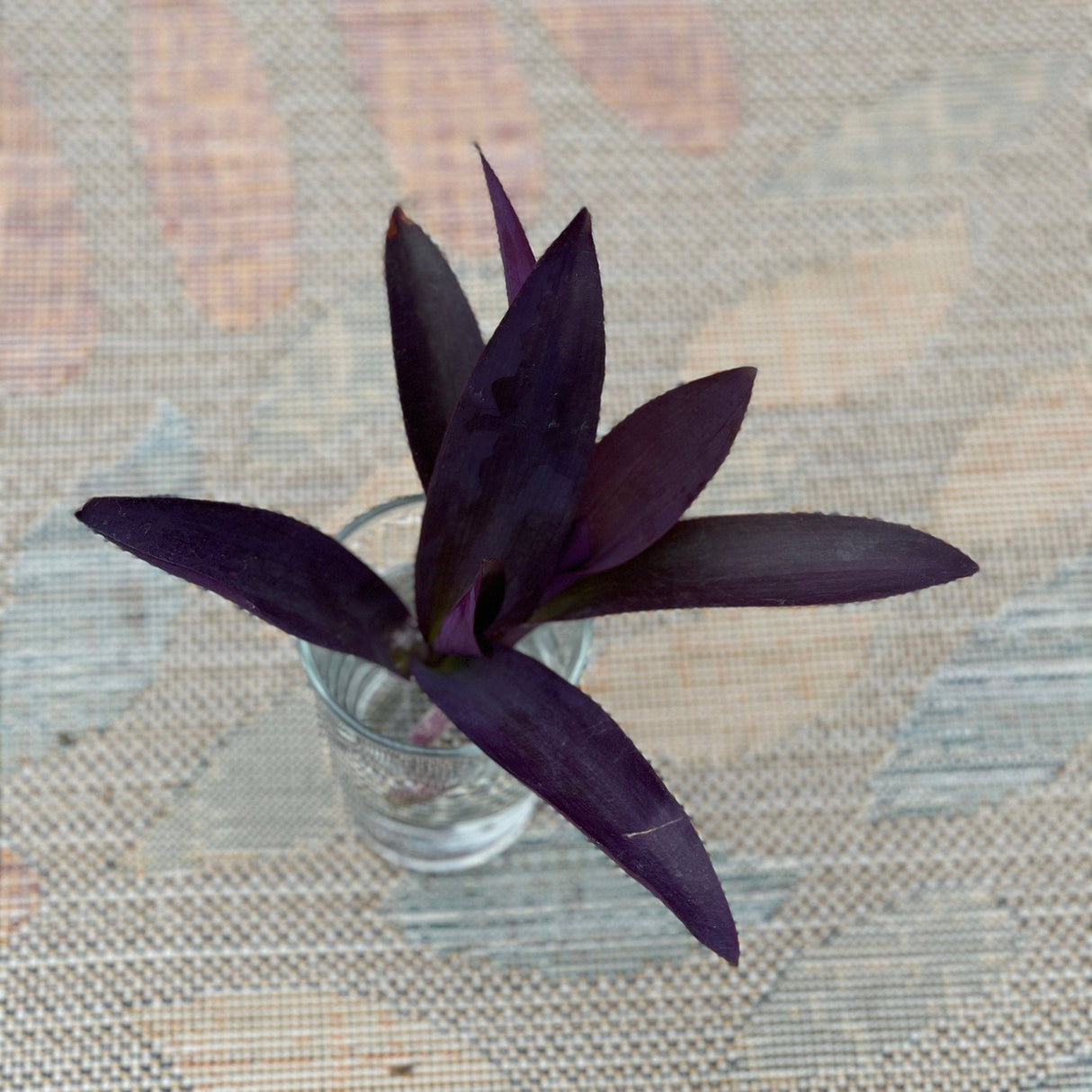 Rare Wandering Jew