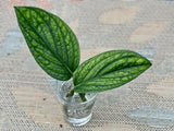 Monstera Peru Cuttings - Indoor rare plants - Easy care houseplant - Peru plant - Vining indoor plant