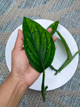 Monstera Peru Cuttings - Indoor rare plants - Easy care houseplant - Peru plant - Vining indoor plant
