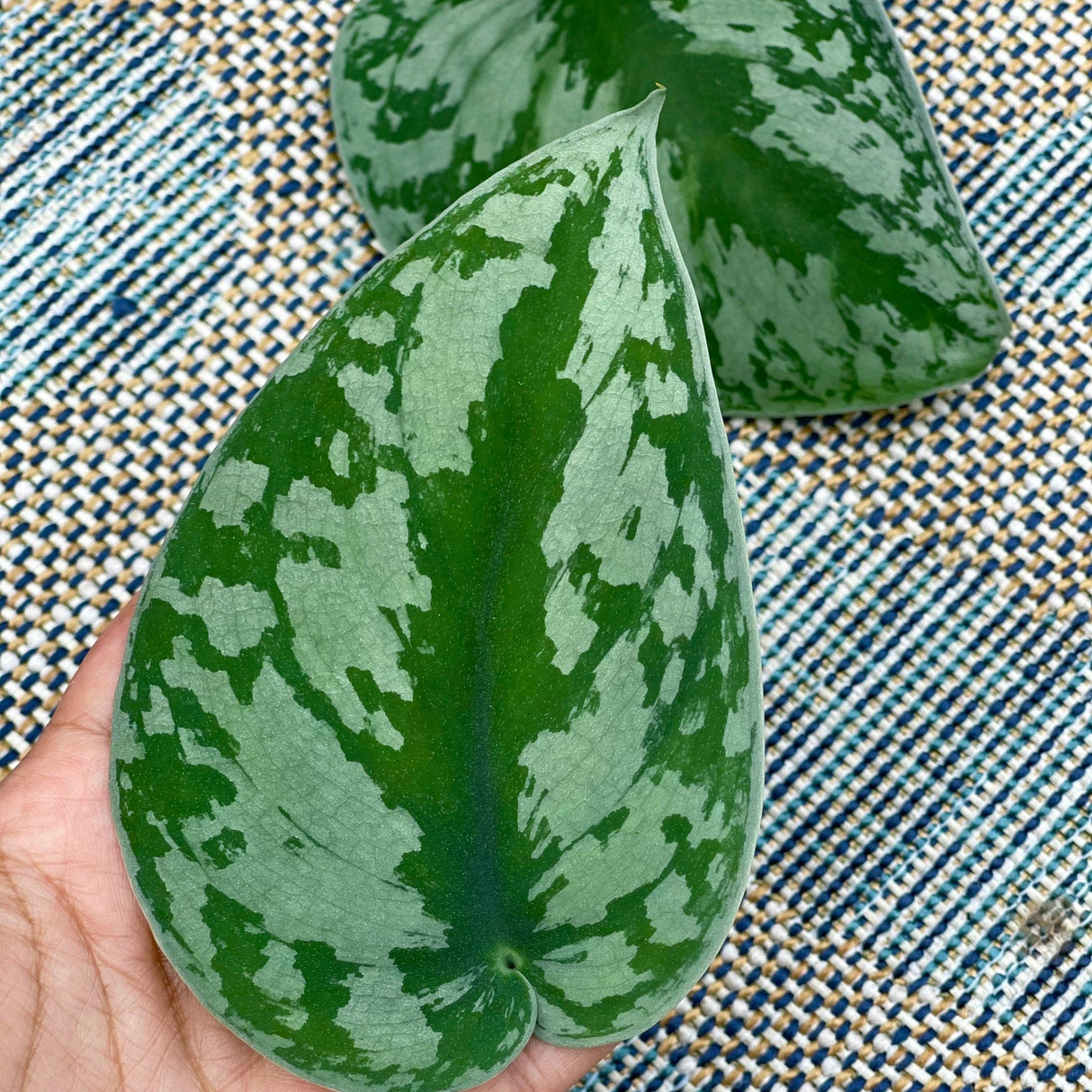 Scindapsus Silver Exotica