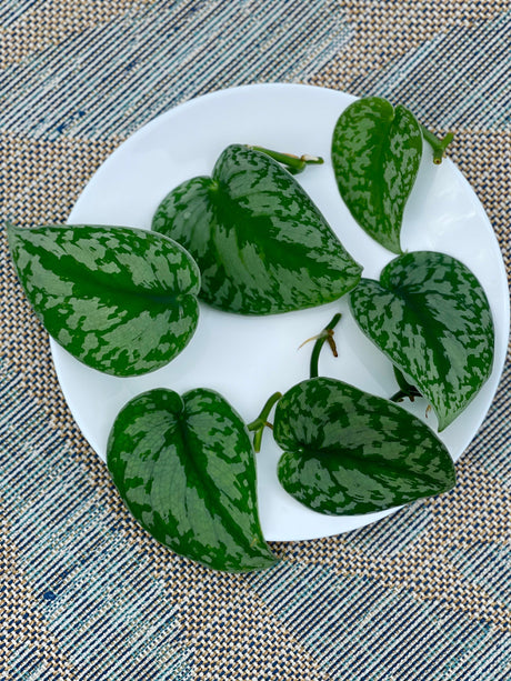 Scindapsus Silver Exotica RARE Indoor Vining Plant