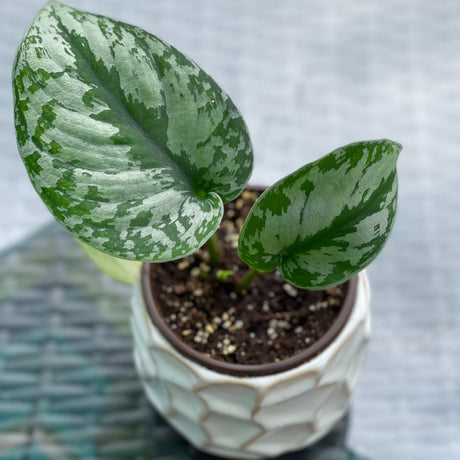 Scindapsus Silver Exotica - RARE Indoor Vining Plant - Easy Care Low Light Houseplant - Exotic Silver Scindapsus Plant