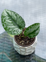 Scindapsus Silver Exotica
