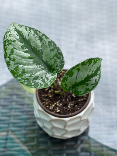 Scindapsus Silver Exotica