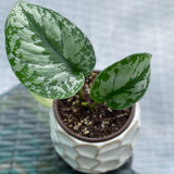 Scindapsus Silver Exotica RARE Indoor Vining Plant