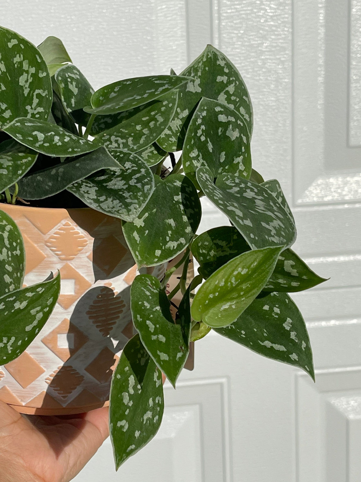 Silver Pothos  - RARE Silver Satin or Silvery Anne - Easy Care low light indoor plant in nursery pots or Cuttings