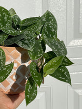 Silver Pothos  - RARE Silver Satin or Silvery Anne - Easy Care low light indoor plant in nursery pots or Cuttings