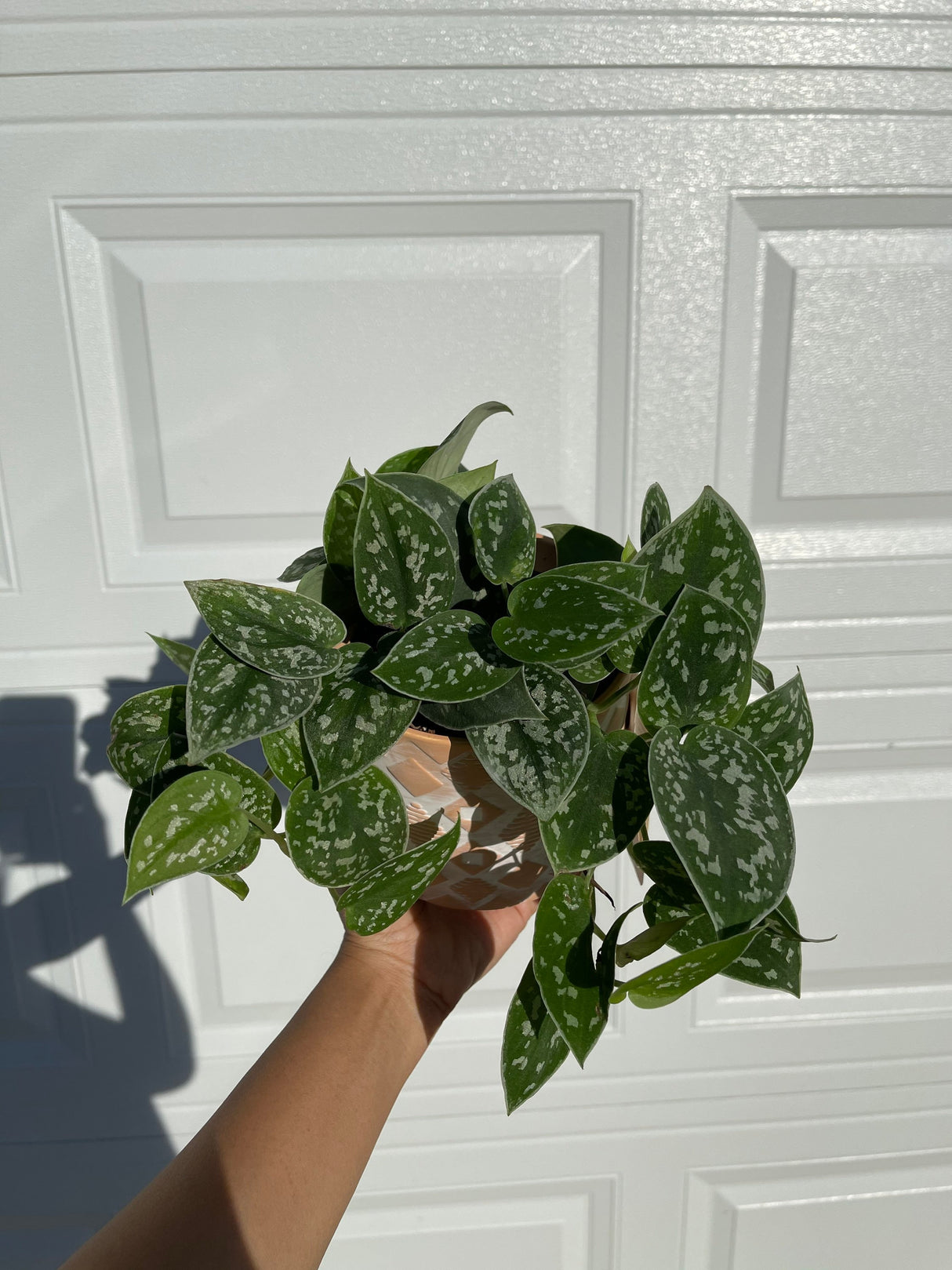 Silver Pothos  - RARE Silver Satin or Silvery Anne - Easy Care low light indoor plant in nursery pots or Cuttings