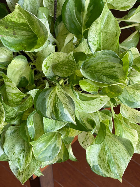 Manjula Pothos - RARE White Varigated pothos - Manjula Indoor Plant - Epipremnum Aureum Manjula - Easy care houseplant