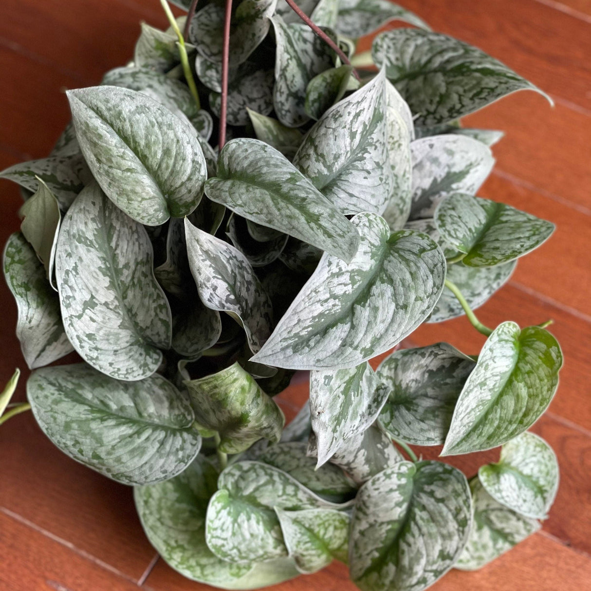 Scindapsus Silver Exotica