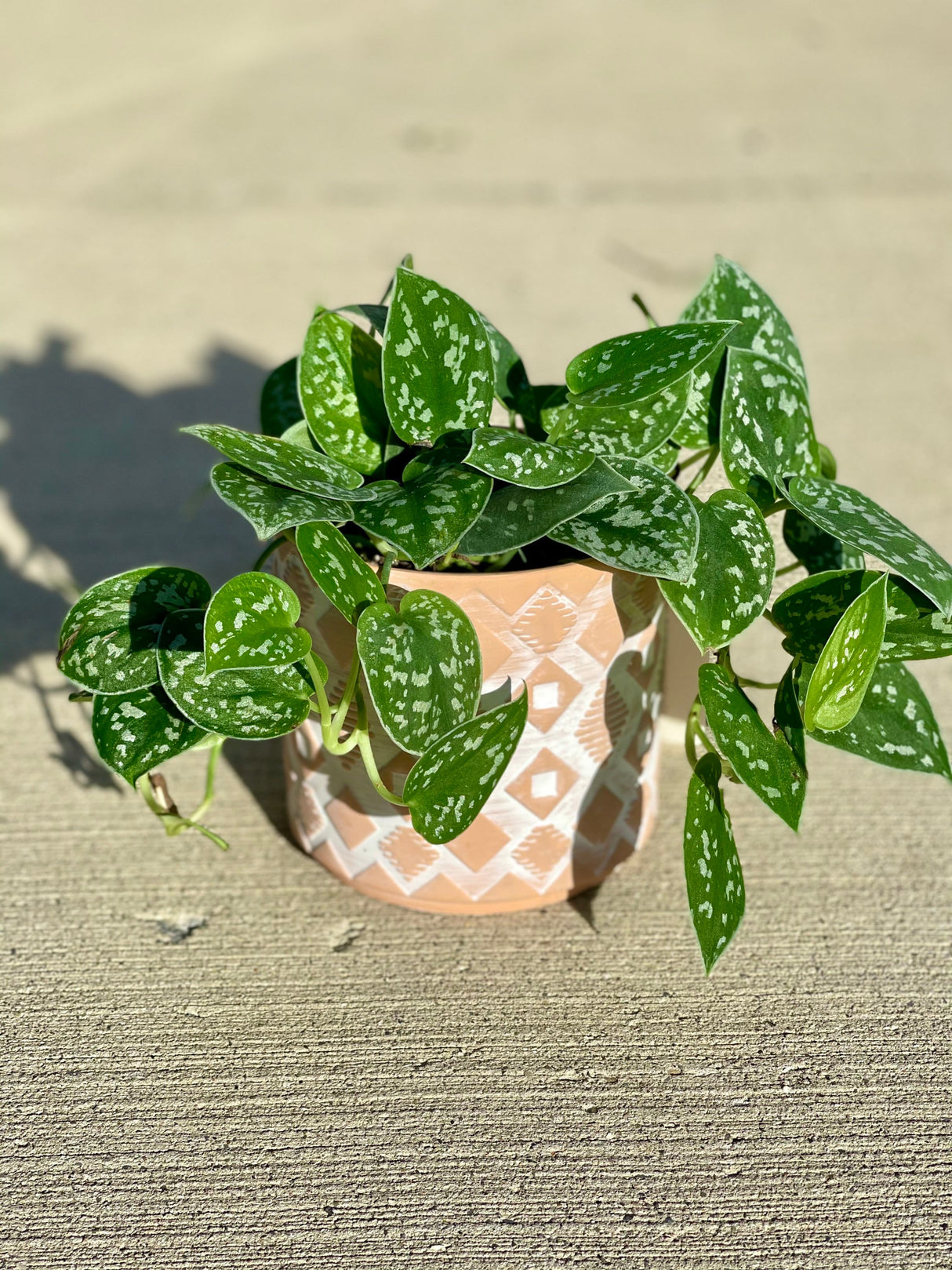 Silver Pothos  - RARE Silver Satin or Silvery Anne - Easy Care low light indoor plant in nursery pots or Cuttings