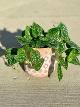 Silver Pothos  - RARE Silver Satin or Silvery Anne - Easy Care low light indoor plant in nursery pots or Cuttings