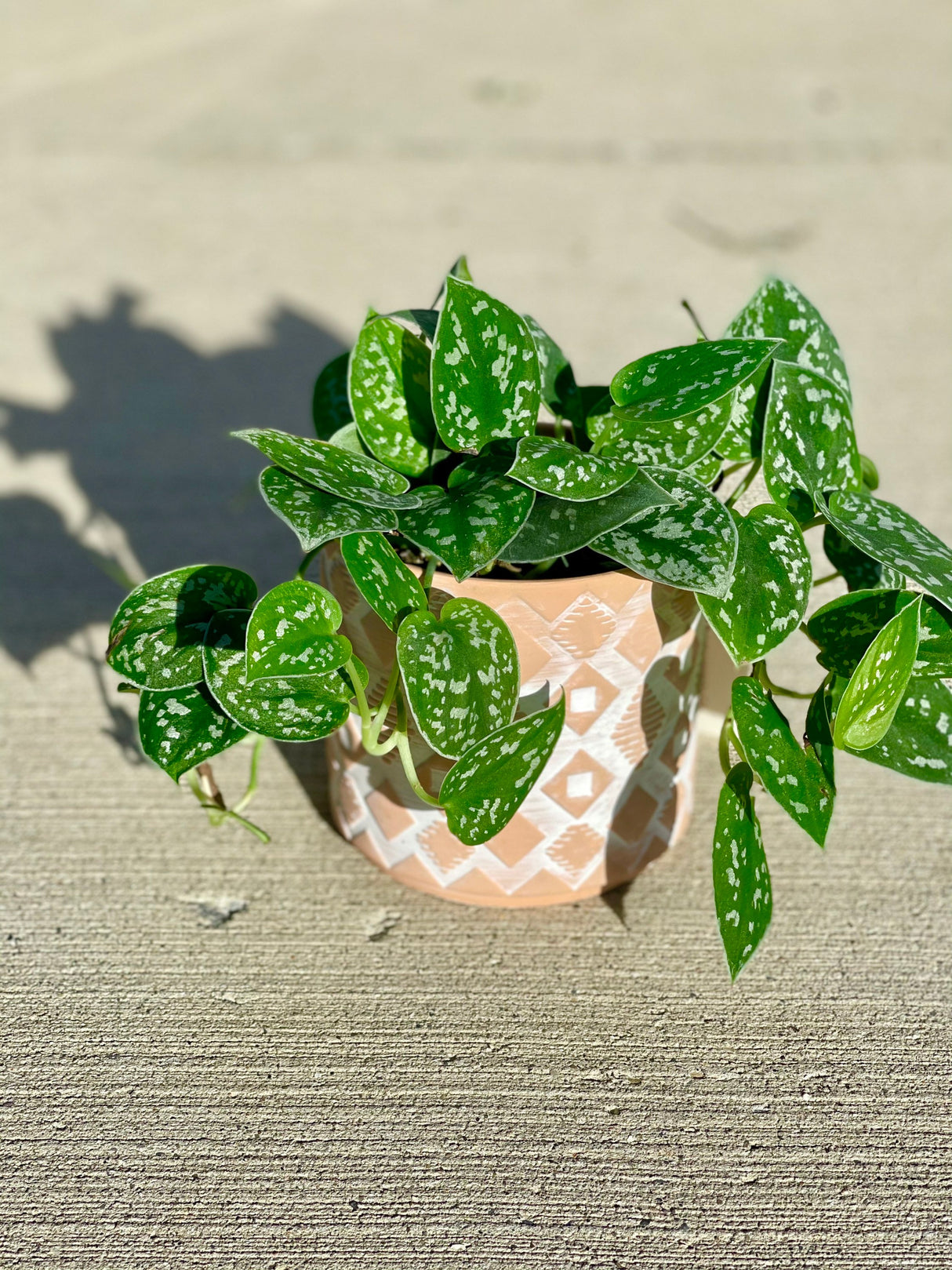 Silver Pothos  - RARE Silver Satin or Silvery Anne - Easy Care low light indoor plant in nursery pots or Cuttings