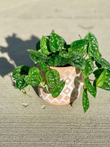 Silver Pothos  - RARE Silver Satin or Silvery Anne - Easy Care low light indoor plant in nursery pots or Cuttings