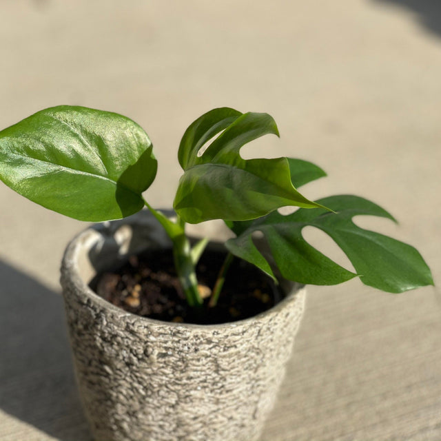 monstera minima vs rhaphidophora tetrasperma Rare Monstera Minima | Rhaphidophora Tetrasperma | Mini Monstera
