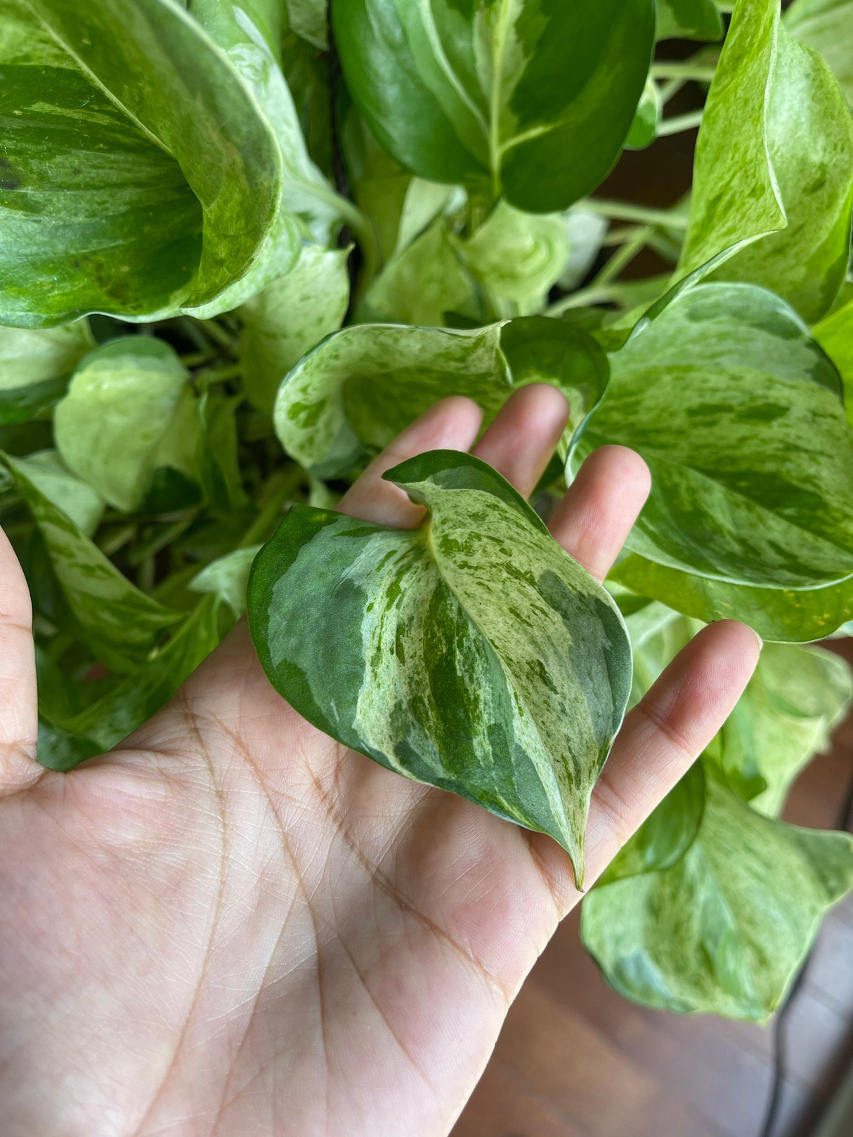 Manjula Pothos - RARE White Varigated pothos - Manjula Indoor Plant - Epipremnum Aureum Manjula - Easy care houseplant