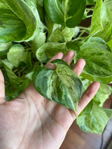 Manjula Pothos - RARE White Varigated pothos - Manjula Indoor Plant - Epipremnum Aureum Manjula - Easy care houseplant