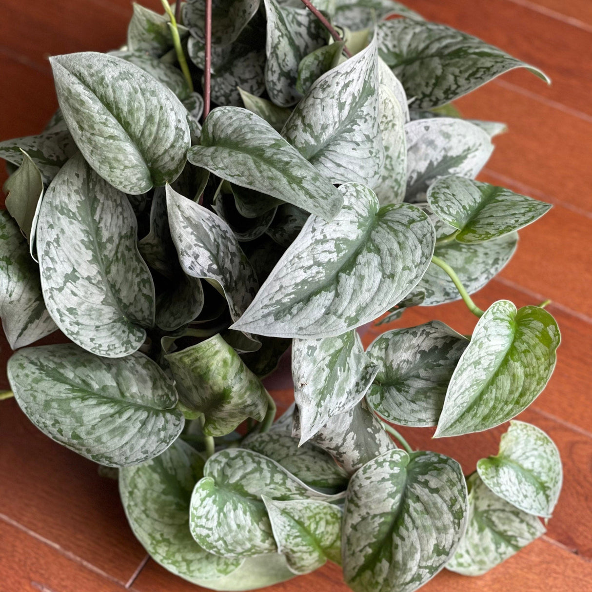 Scindapsus Silver Exotica