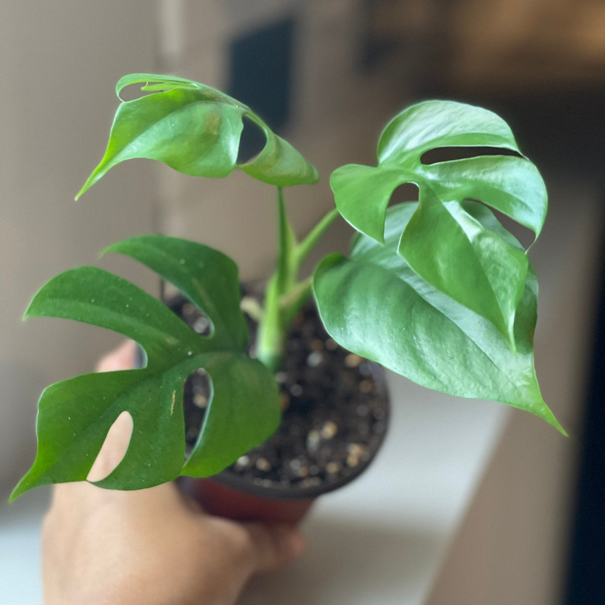 Rare Monstera Minima