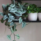 Scindapsus Silver Exotica RARE Indoor Vining Plant