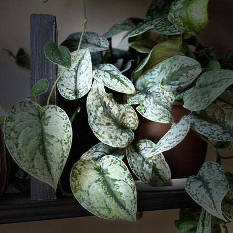 Scindapsus Silver Exotica - RARE Indoor Vining Plant - Easy Care Low Light Houseplant - Exotic Silver Scindapsus Plant