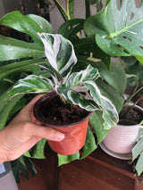 Variegated Calathea Fusion White in a 3” Nursery pot