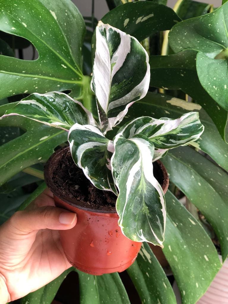 Variegated Calathea Fusion White in a 3” Nursery pot