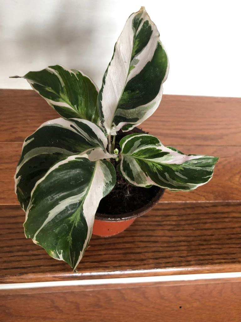 Variegated Calathea Fusion White in a 3” Nursery pot