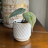 Velvet Leaf Philodendron RARE