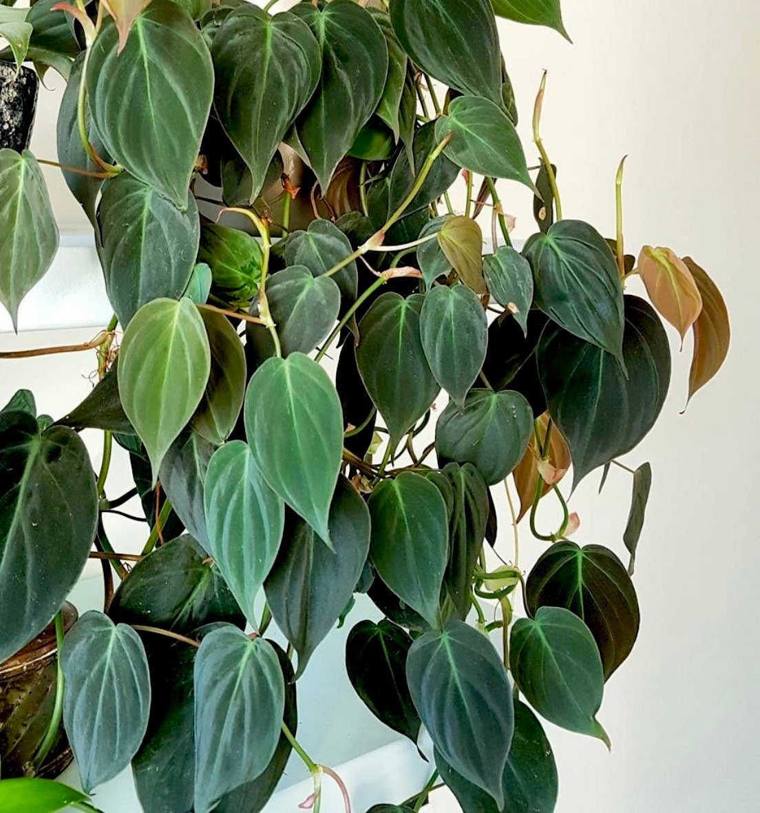 Mican Philodendron - Velvet Leaf - Live Starter Plants - Philodendron Hederaceum