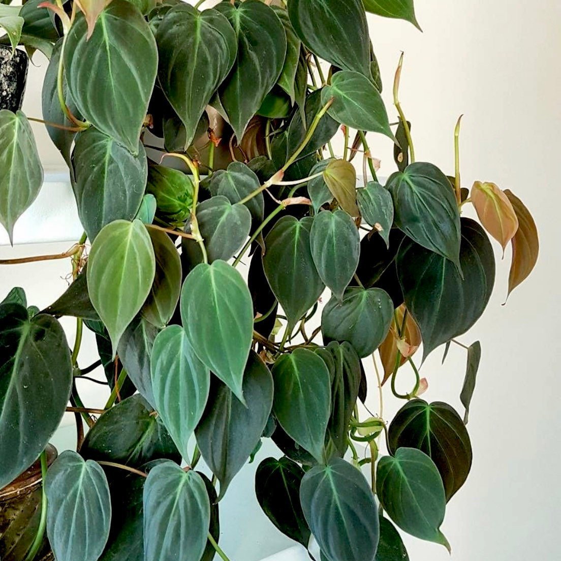 Velvet Leaf Philodendron RARE