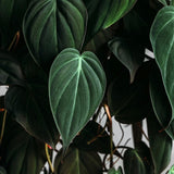 Velvet Leaf Philodendron RARE