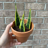 Snake Plant unrooted Cuttings