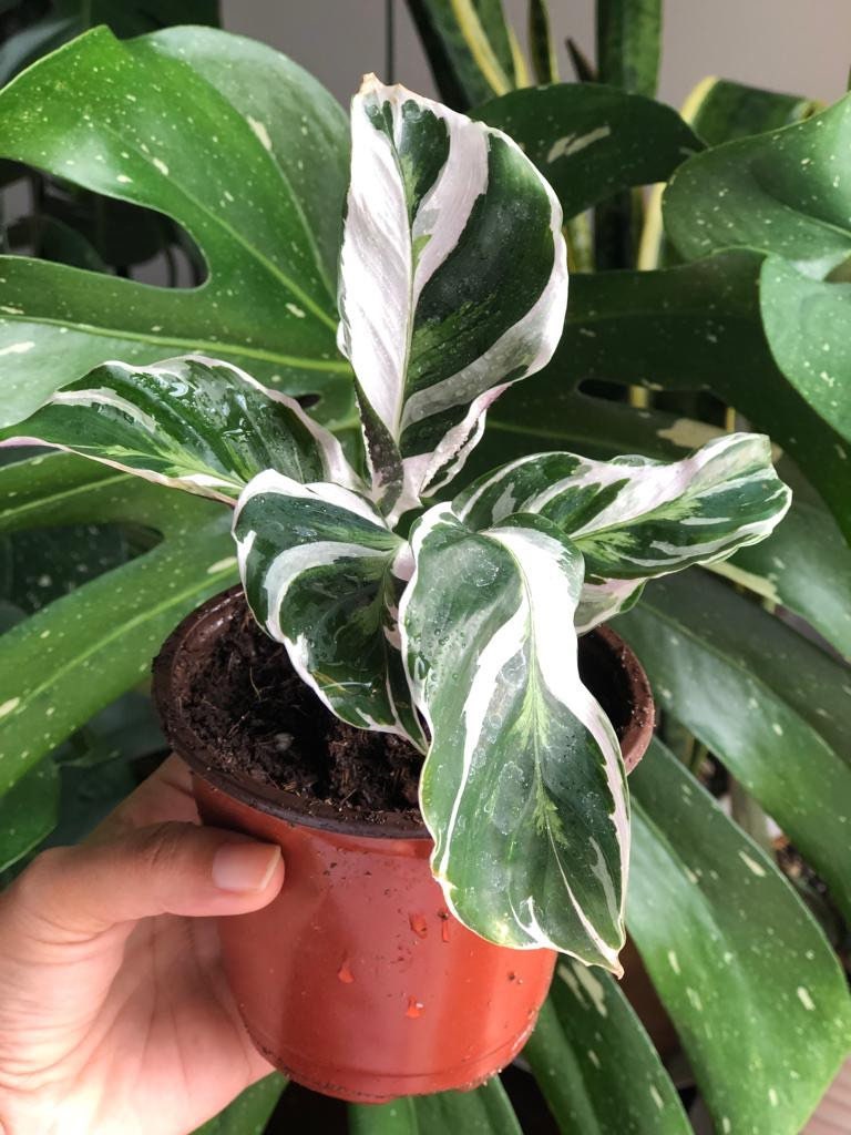 Variegated Calathea Fusion White in a 3” Nursery pot