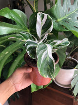 Variegated Calathea Fusion White in a 3” Nursery pot