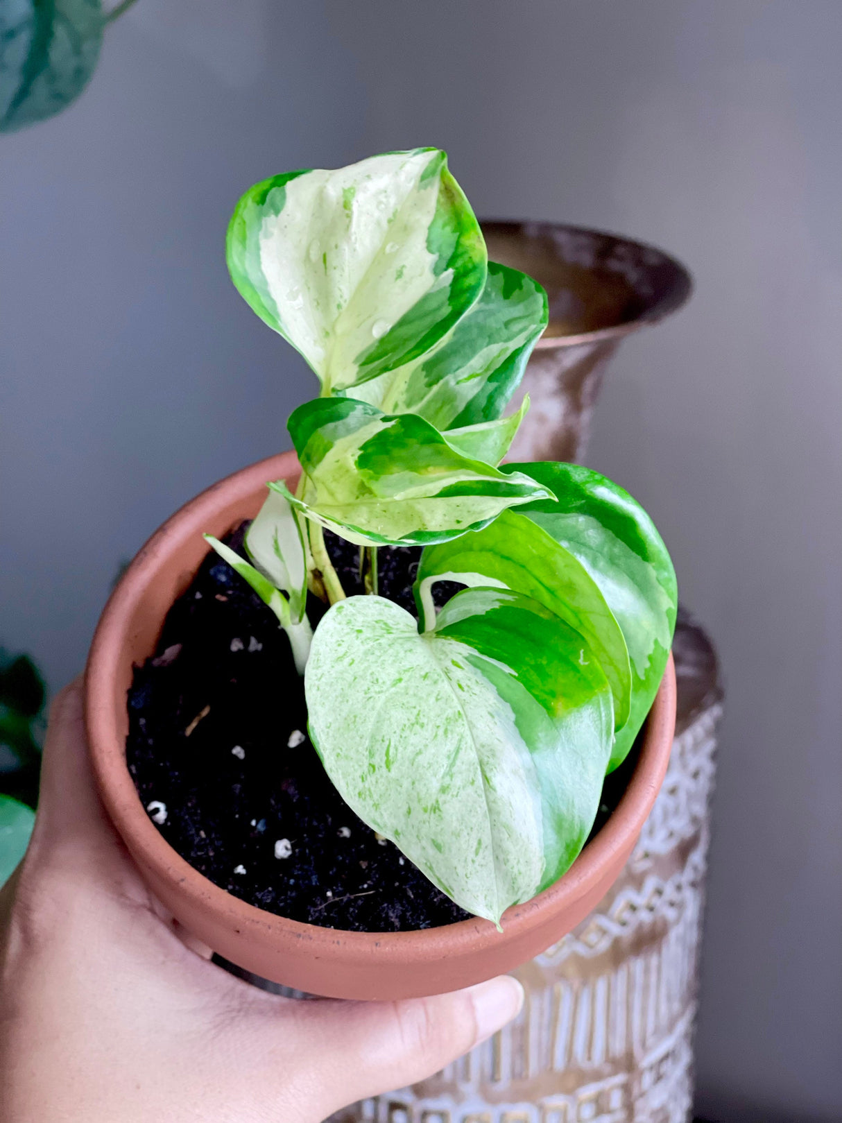 Manjula Pothos - RARE White Varigated pothos - Manjula Indoor Plant - Epipremnum Aureum Manjula - Easy care houseplant