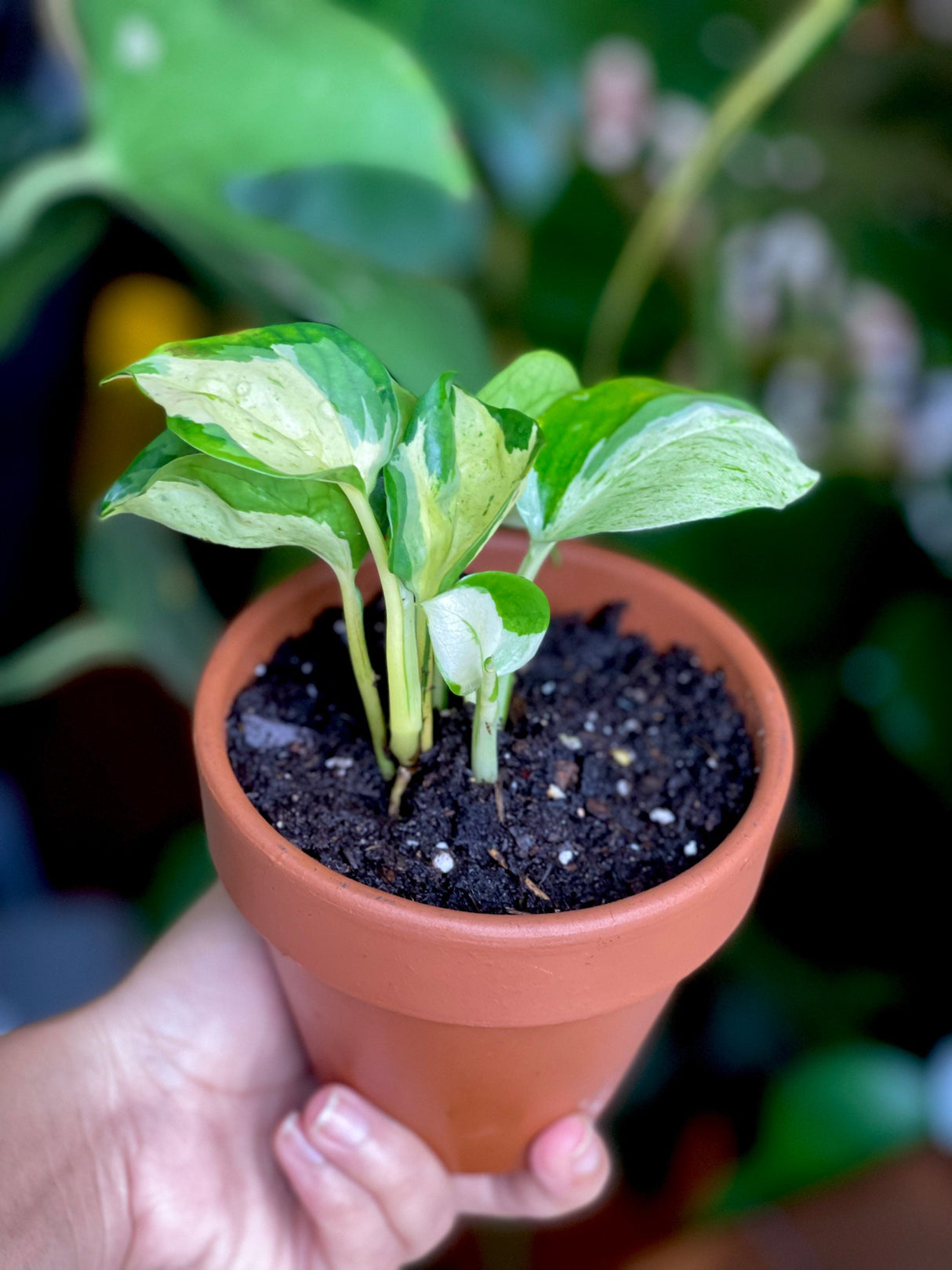 Manjula Pothos - RARE White Varigated pothos - Manjula Indoor Plant - Epipremnum Aureum Manjula - Easy care houseplant