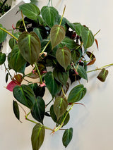 rare hirt's velvet leaf bronze micans vine -philodendron Mican Philodendron - Velvet Leaf - Live Starter Plants - Philodendron Hederaceum