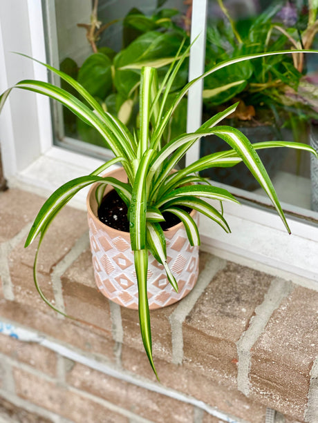 Variegated spider plant in a nursery pot