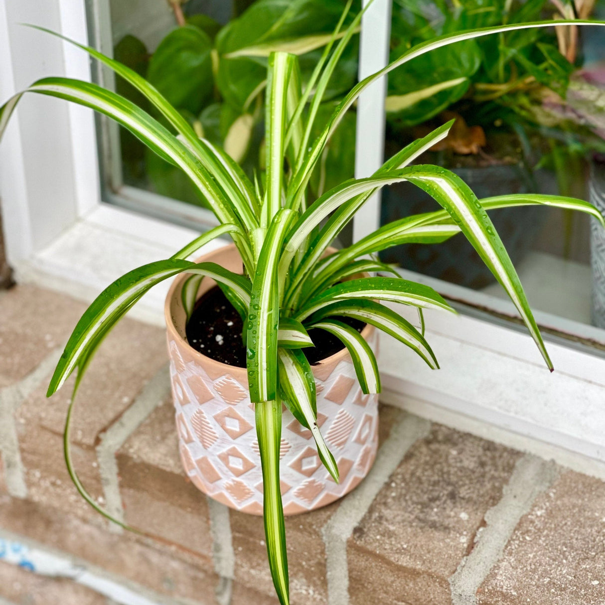 Spider Plant in a Nursery Pot