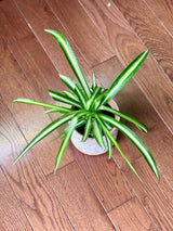 Variegated spider plant in a nursery pot