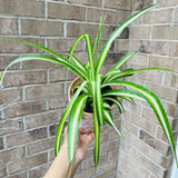 Spider plant in a nursery pot - Extremely easy care - indoor vining plant - hanging plant - Hardy houseplant